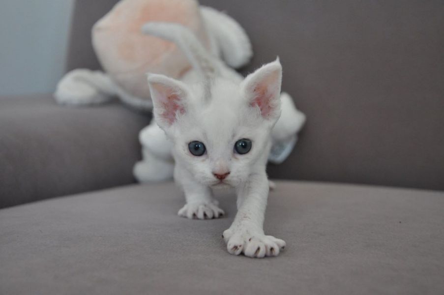  gattini Devon rex   per adozione ( maschio e femmina )