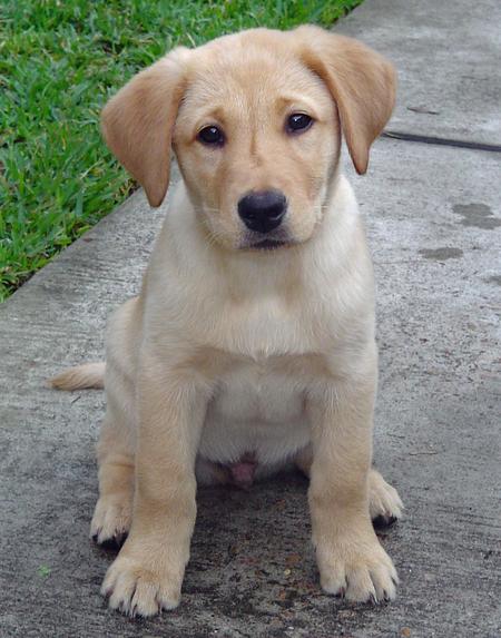 REGALO bello labrador cuccioli maschi e femmine