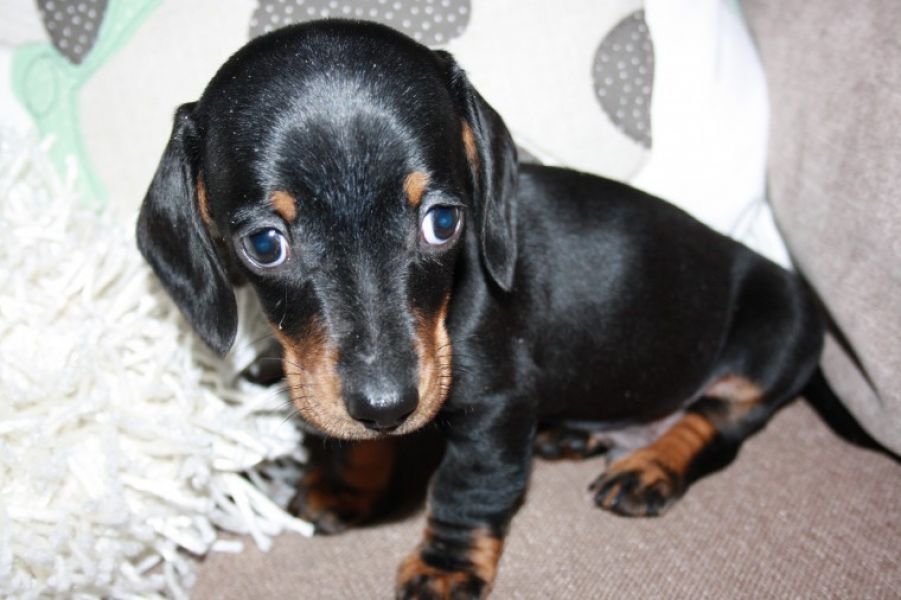   Regalo adorabili cuccioli bassotto femminucce e maschietti
