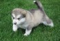 Alaskan malamute cuccioli maschio e femmina dispo  alaskan malamute cuccioli maschio e femmina dispo