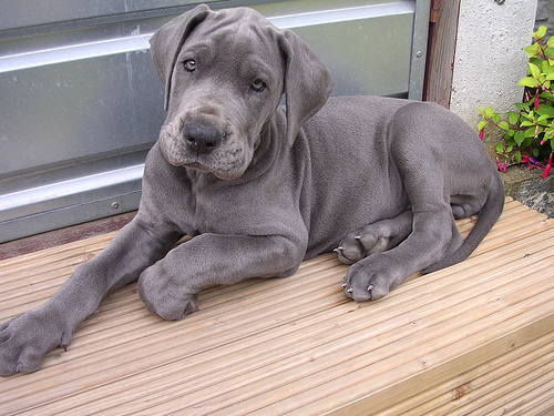 Regalo adorabili cuccioli Alano femminucce e maschietti disponibili