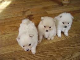 Regalo Volpini cuccioli di pomerania