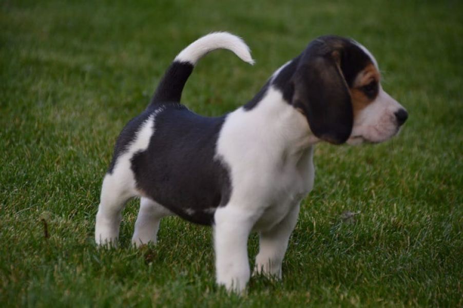  regalo cuccioli di beagle disponibili per l'adozione