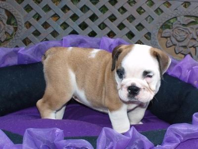 Bulldog inglese cuccioli per l'adozione
