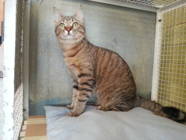 Delilah, gattina tigrata cerca famiglia