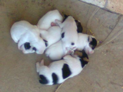 cuccioli jack russel