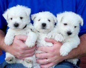 West Highland Terrier cuccioli in Regalo 