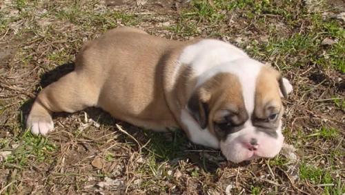 REGALO CUCCIOLI DI BULLDOG INGLESE  Bulldog Inglese cuccioli, disponibili 1 Maschio e 1 Femmina, all
