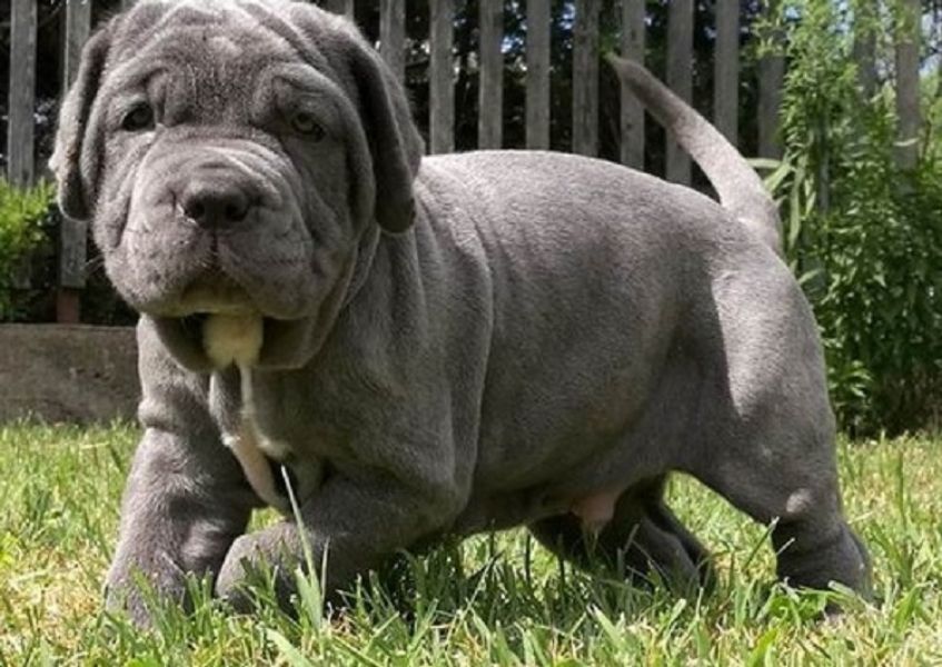 Regalo Mastino Napoletano  cuccioliato disponibili