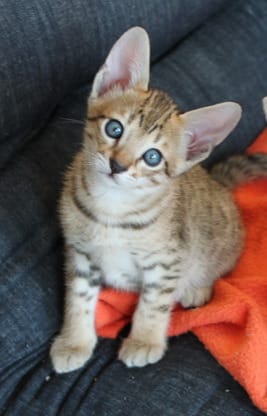  gattini Savannah   per adozione ( maschio e femmina )