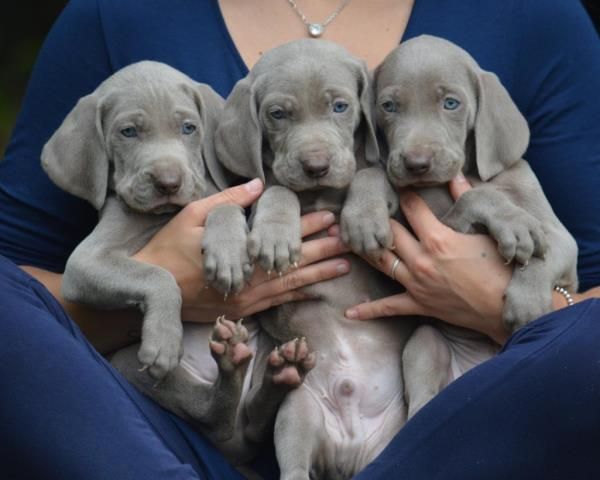 Regalo Cucciolata di weimaraner con 1 vaccinazione, sverminati, dotati di microchip con iscrizione a