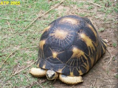 sano irradiata tartarughe e altre specie per la vendita