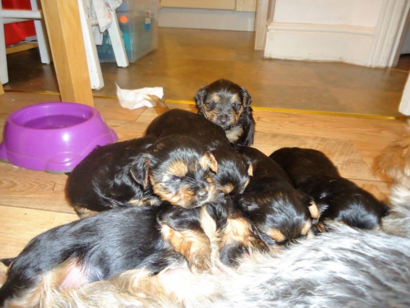 Regalo Yorkie cuccioli giocherelloni disponibili