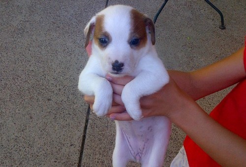 Molto bella e sani  cuccioli di jack russel   per adozione maschi e femmine disponibili   (gratis)
