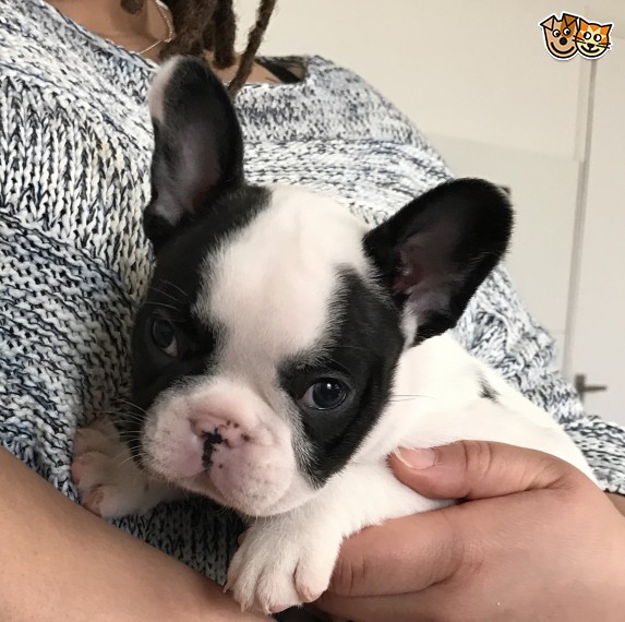 REGALO Cuccioli di Bulldog Francese
