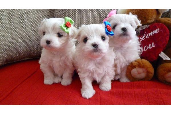 Dolce cuccioli di  maltese toy  in cerca di una nuova casa.