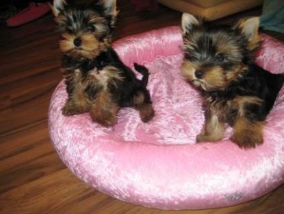  REGALO disponibile splendidi cuccioli di yorkshire terrier  disponibile splendidi cuccioli di yorks