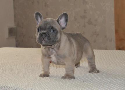 Due bella bouledogue francesi