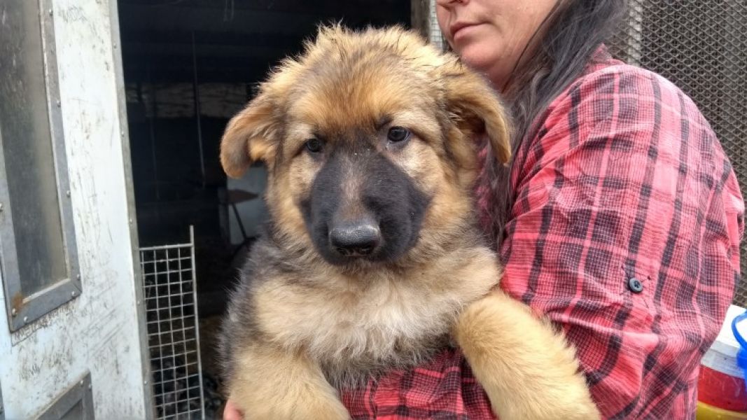 Regalo cuccioli pastore tedesco