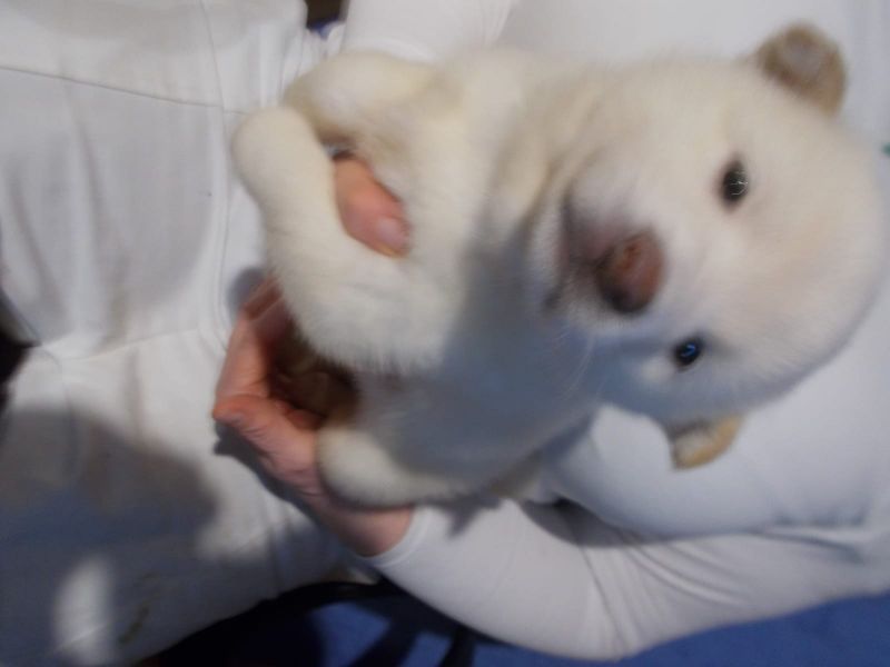  cuccioli di shiba-inu  ( per regalo )