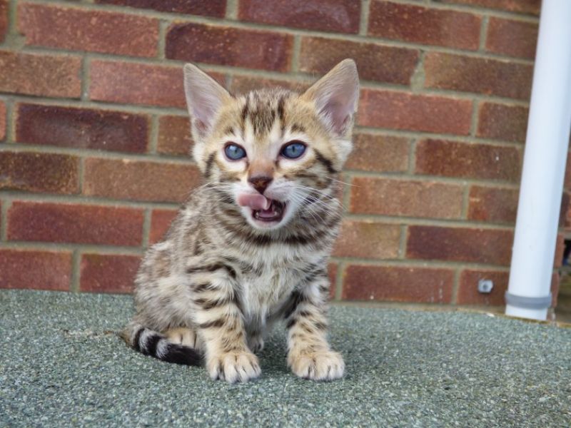  Belle gattini Bengala
