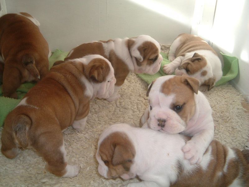 Molto bella e sani cuccioli di bulldog inglise  per adozione maschi e femmine disponibili (gratis)