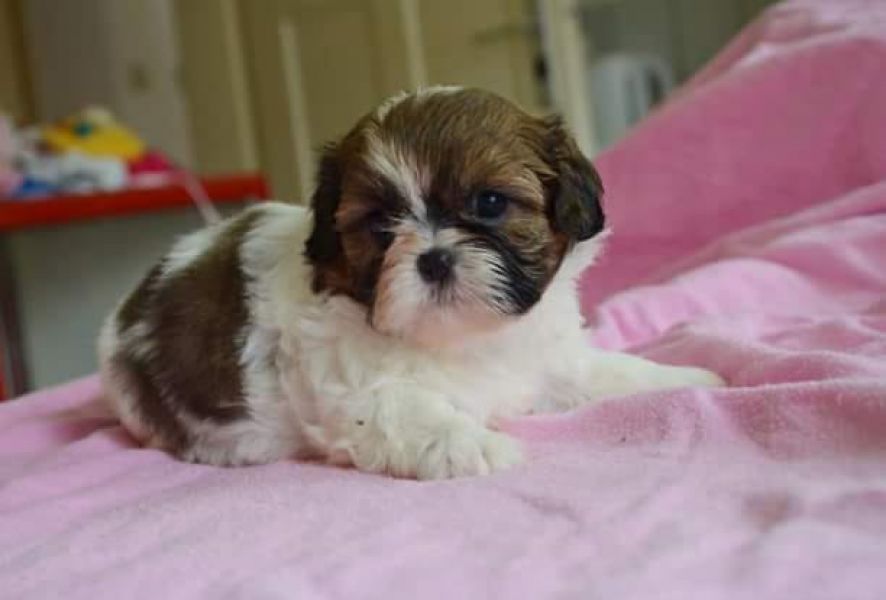 Molto bella e sani cuccioli di shih tzu per adozione maschi e femmine disponibili (gratis) 