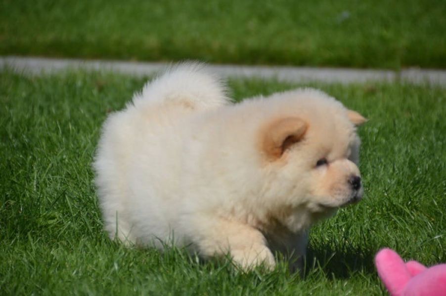  cuccioli di CHOW  CHOW  per adozione ( maschio e femmina )