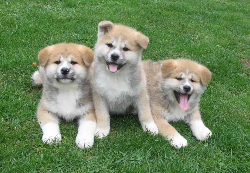 Cuccioli di Akita inu  ( Gratis )