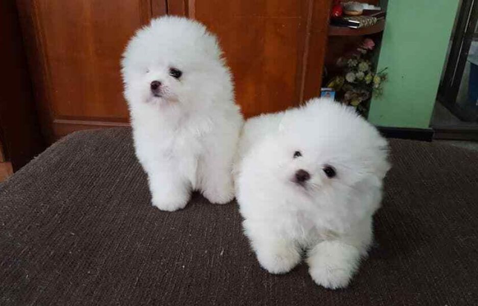 Spitz Nano Pomerania .
