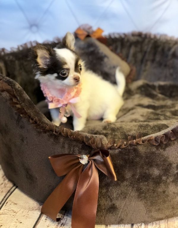 Regalo Cuccioli di Chihuahua maschio e femmina disponibili 