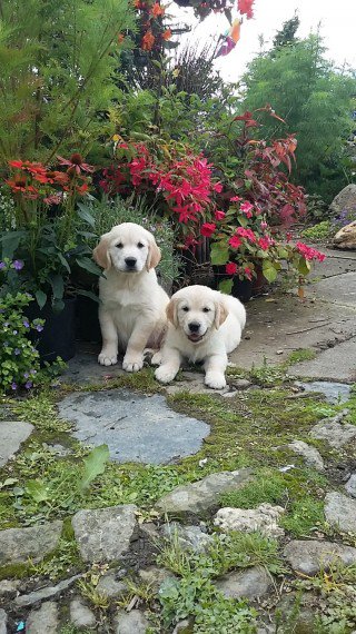REGALO golden retirever Cuccioli  Abbiamo due di questi cuccioli. un maschio e una femmina. sono mol