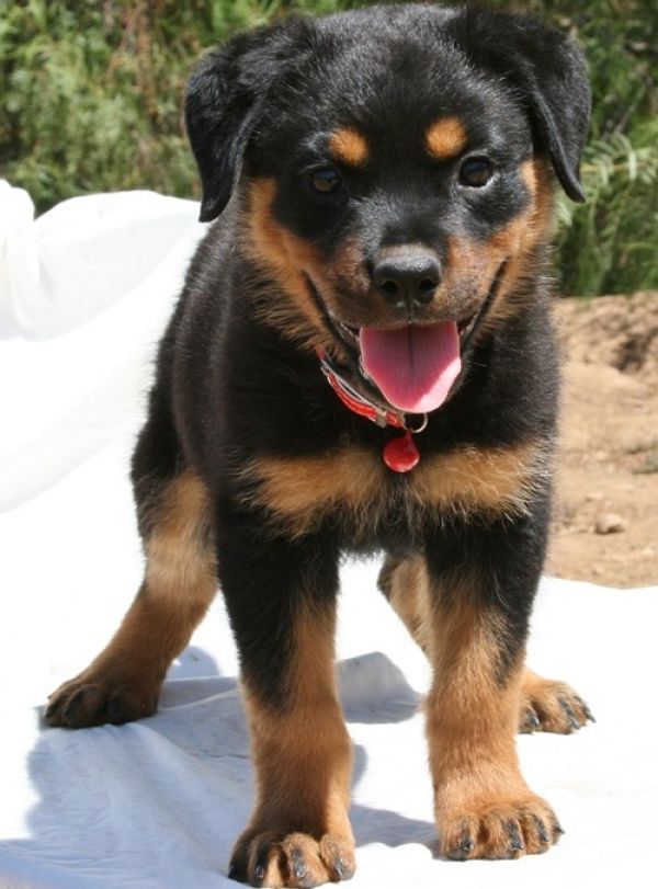 REGALO Cuccioli di rottweiler 1 femmine e un maschietto. i cuccioli sono gia disponibili