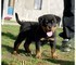 Bellissimi Dobermann Maschi e femmine.  Bellissimi Dobermann Maschi e femmine.