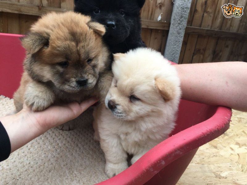 REGALO CUCCIOLI DI CHOW CHOW MASCHI E FEMMINE  Cuccioli di Cane razza CHOW CHOW maschio e femmina ve