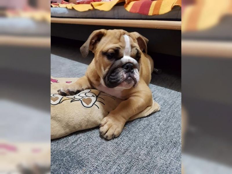 Bellissima cuccioli di bulldog inglese