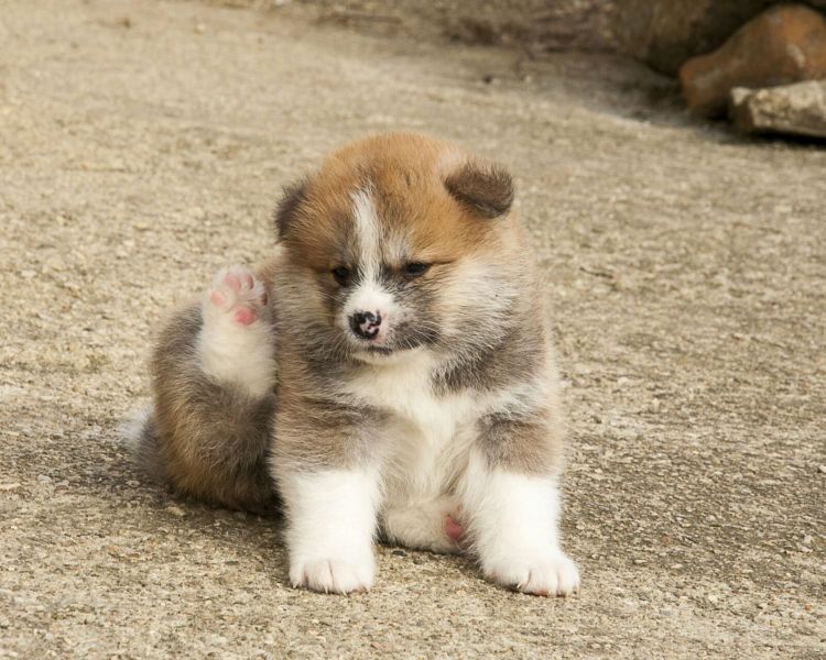 Molto bella e sani cuccioli di akita-inu  per adozione (gratis)