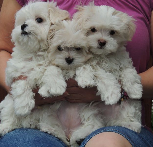 Cuccioli di micro maltese per adozione ( maschio e femmina )