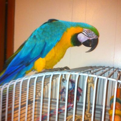 Mano alzata giallo e oro pappagalli macaw