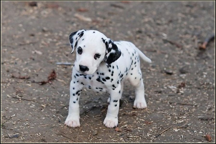 Adorabili cuccioli di dalmata femminucce e maschietti disponibili per l'adozione