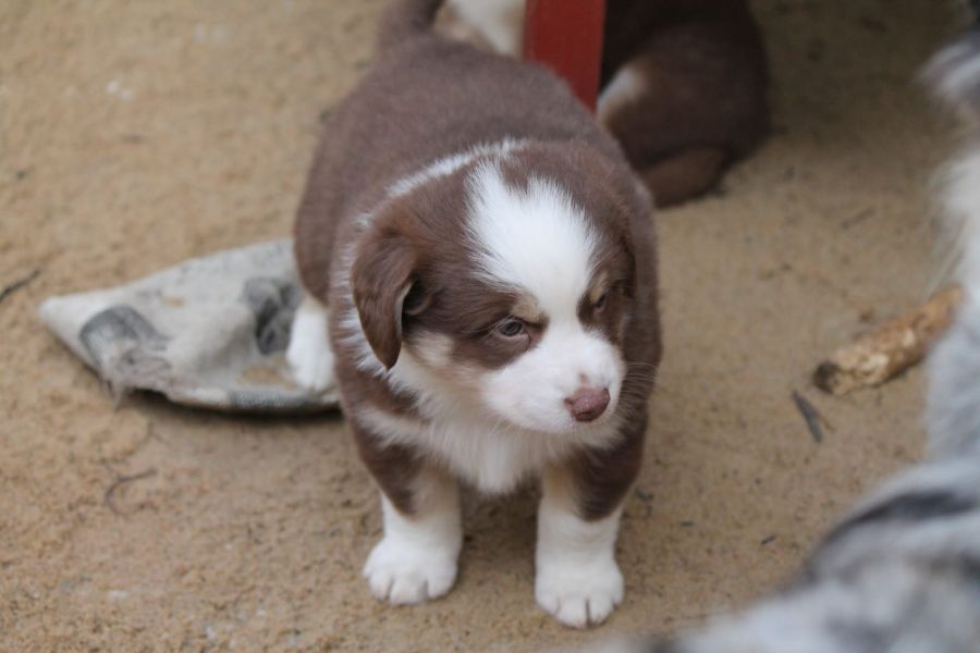 Molto bella e sani  cuccioli di AUSTRALIANO PASTORE per adozione maschi e femmine disponibili (grati