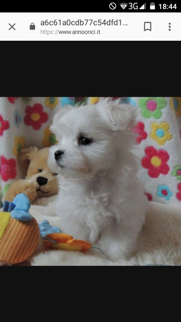 Maltese Toy 
