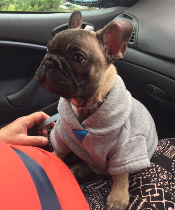 Sani maschio e femmina cuccioli di bulldog francese per adozione 