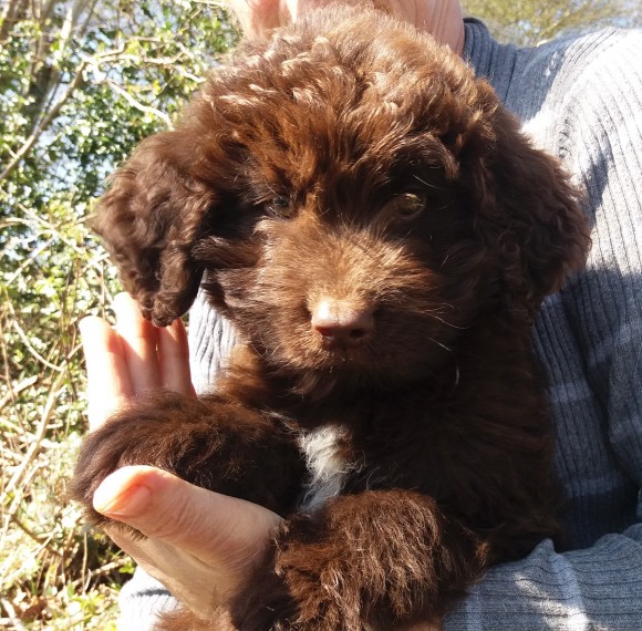 Regalo cuccioli di TERRANOVA
