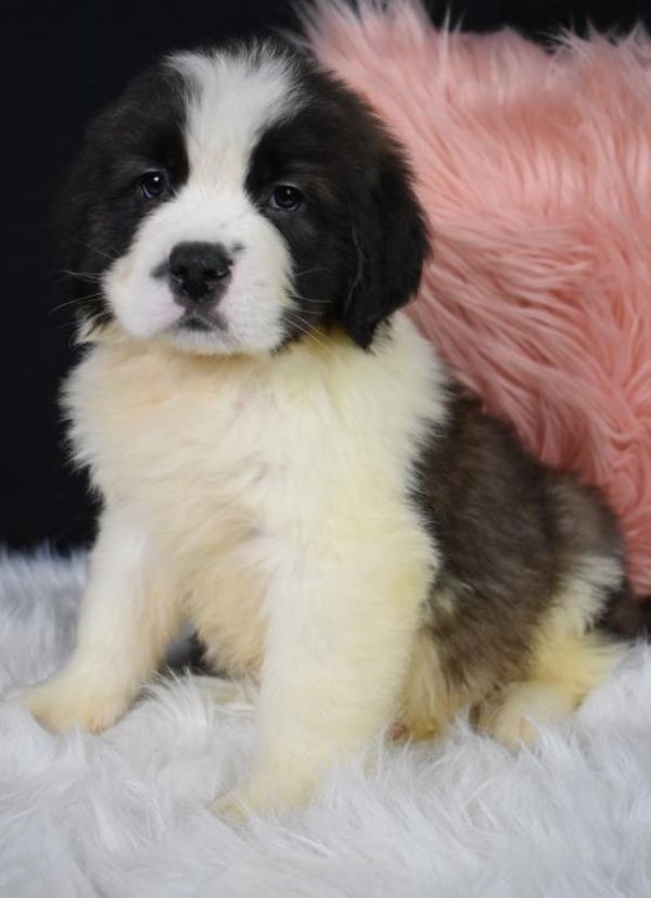Regalo Cuccioli di San Bernardo  in pronta consegna i cuccioli verranno Dato dopo 90 giorni dalla na