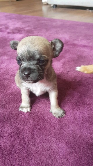 REGALO  cuccioli di shorkie per l'adozione
