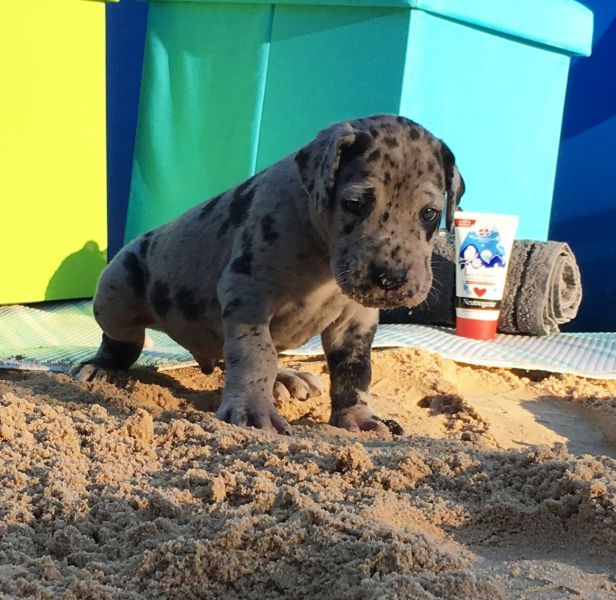 Cuccioli di Alano per adozione ( regalo  )