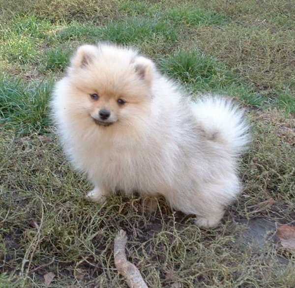 Adorabili cuccioli di pomerania volpino
