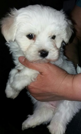 REGALO Dolci cuccioli Maltese per l'adozione