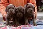 Cuccioli di mastino napoletano  cuccioli di mastino napoletano..